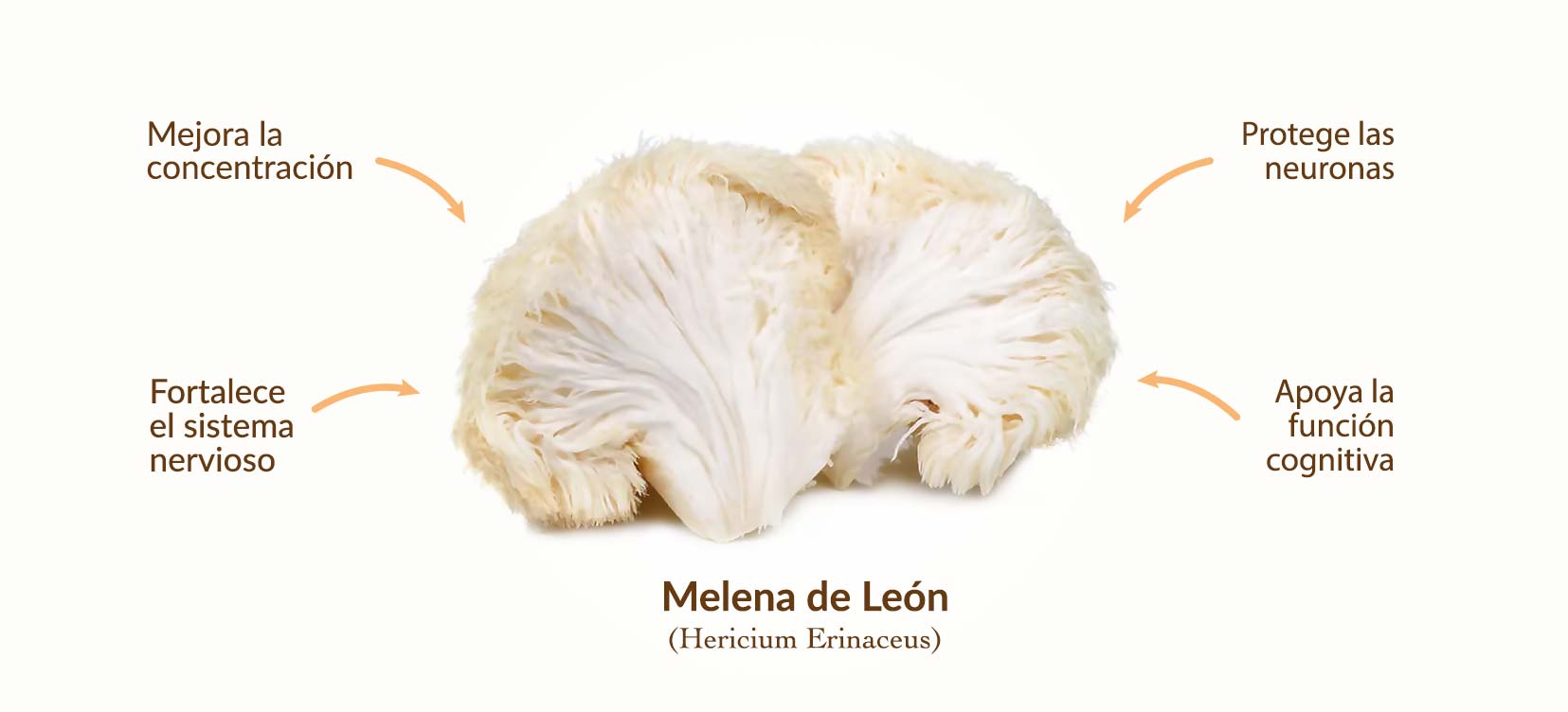 Imagen que muestra melena de leon